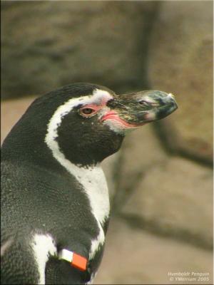 Sargeant Penguino