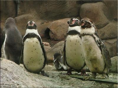 Tres Penguinos