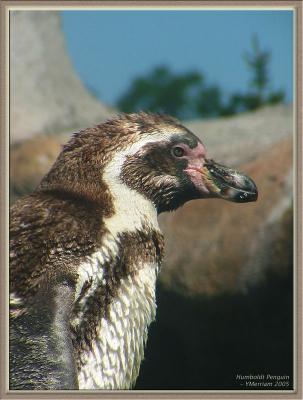 Humboldt's Penguin