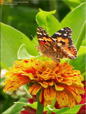 Painted Lady on Painted Zinnia