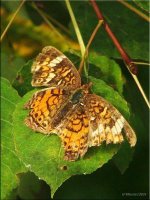 Possible Tawny Checkerspot