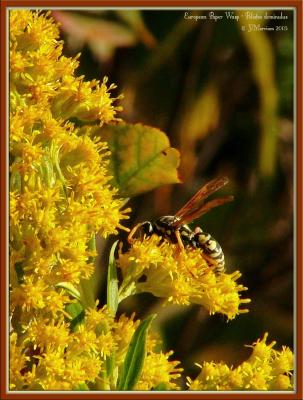 European Paper Wasp