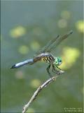 Male Blue Dasher