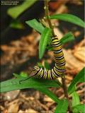 Monarch Caterpillar