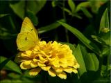 Orange Sulphur on Zinnia