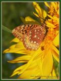 Great Spangled Fritillary