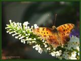 Eastern Comma