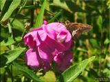 Silver-spotted Skipper on Sweet Pea