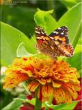 Painted Lady on Painted Zinnia