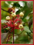 Red Osier Dogwood Berries