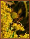 European Paper Wasp