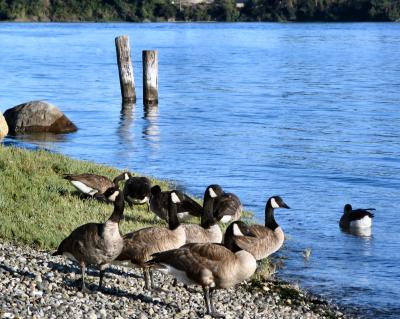 Geese