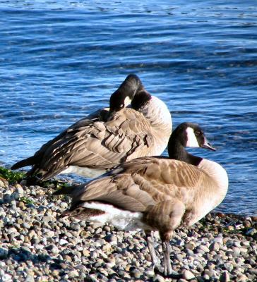 Two Geese