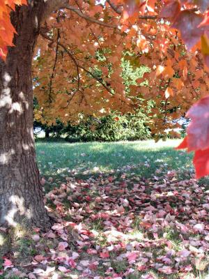 v3/22/425122/3/51804698.mapletree2sized.jpg