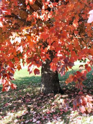v3/22/425122/3/51804700.mapletree3sized.jpg