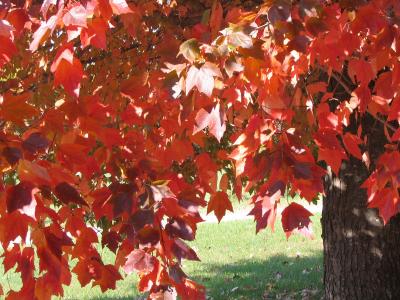 v3/22/425122/3/51804701.mapletree4sized.jpg