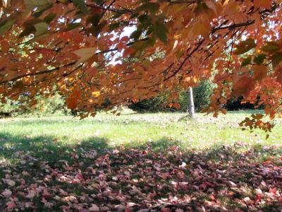 v3/22/425122/3/51804702.mapletreebranchsized.jpg