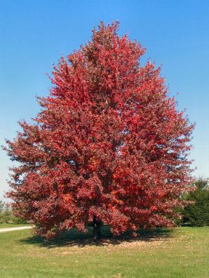 autumn_leaves
