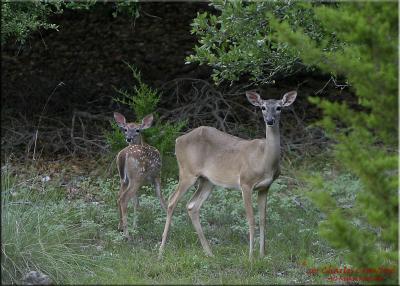 v3/22/467622/3/48383163.motherandfawn.jpg