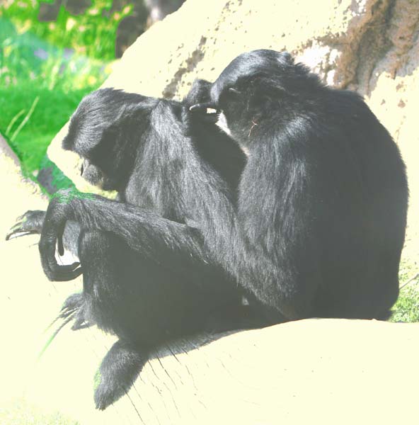San Diego Zoo - 15