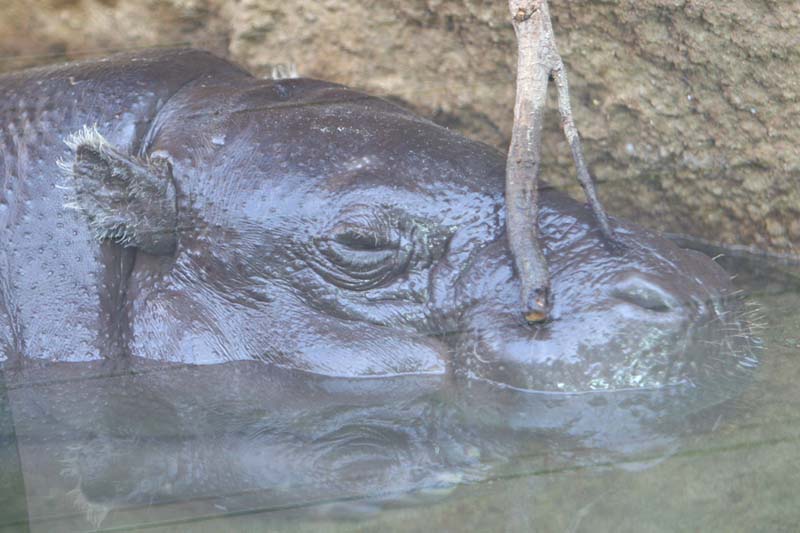 San Diego Zoo (baby) - 19a