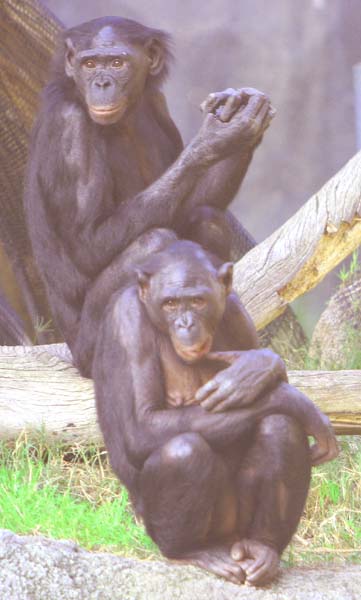 San Diego Zoo - 14