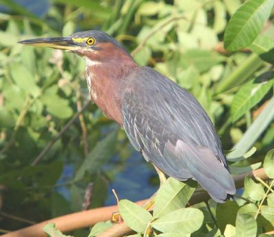 A Green-Backed Heron on the prowl