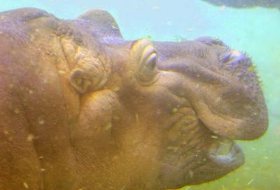 San Diego Zoo (baby underwater) - 19b