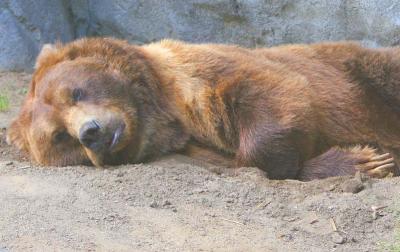 Brown Bear (maybe a Griz?) - 29