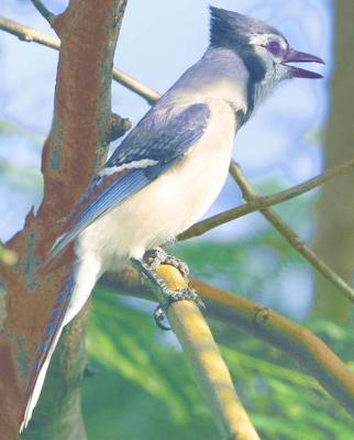 Mr. (Raptor) Blue Jay - who eats raw in the shell peanuts & baby birds !