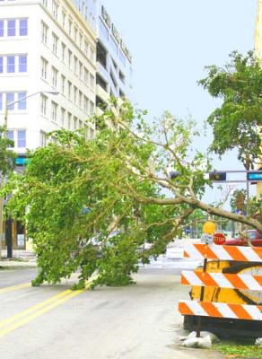 Wilma - DownTown - Datura St.