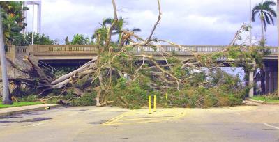 Wilma - DownTown - N. Flagler. Dr. x The 1st Bridge