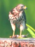 A Sharp-Shinned  Hawk with Mr. Mouse   :-(   ,  shot through the pourch screen mesh
