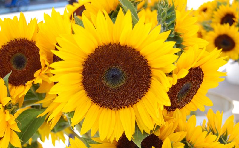 Sunflower