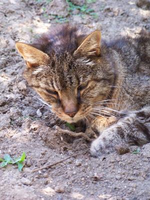 Jasper Snoozes in the Dirt