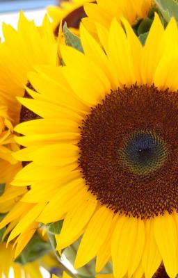 Sunflower Close Up Crop