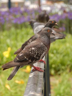 San Diego Wildlife