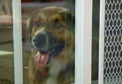 Cocoa in Window