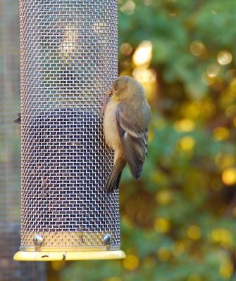 Goldfinch Chick