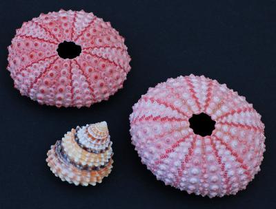 v3/22/484422/3/48663182.coralandshell2.jpg