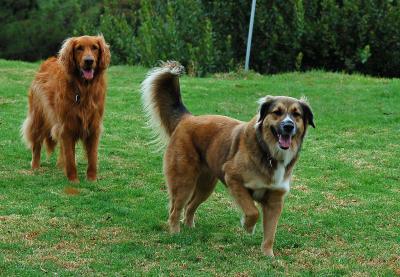 Chip and Cocoa Play in the Yard
