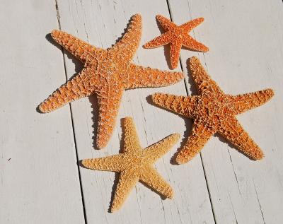 v3/22/484422/3/49385864.FourStarfish.jpg