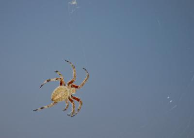 Spider 