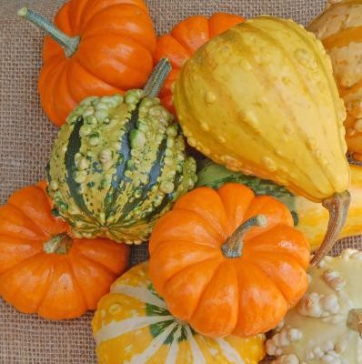 v3/22/484422/3/49742132.gourdcloseup3.jpg