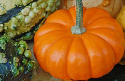 v3/22/484422/3/49742133.gourdcloseup2.jpg