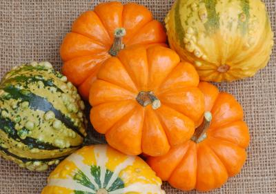 v3/22/484422/3/49742135.gourds3.jpg