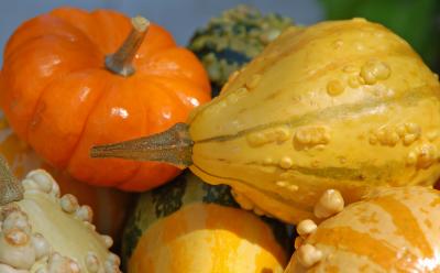 v3/22/484422/3/49742136.gourdswithsunlight2.jpg