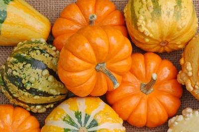 v3/22/484422/3/49742138.gourds5.jpg