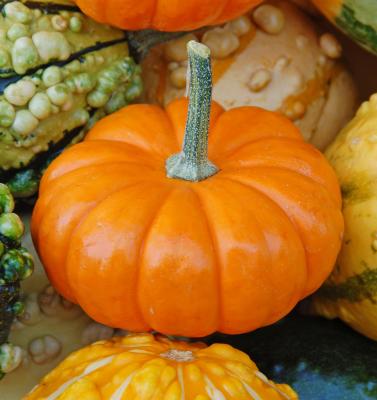 v3/22/484422/3/49742139.minipumpkin.jpg