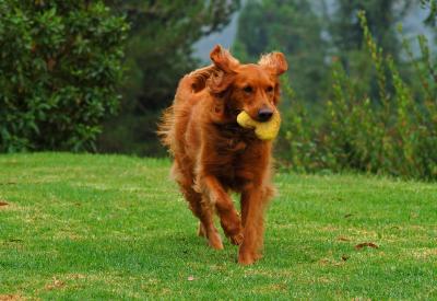 If I flap my ears and get a bit of lift, then . . . takeoff!